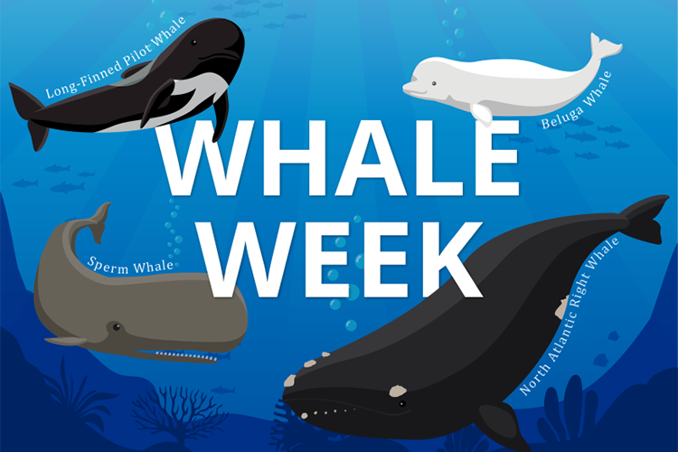 NOAA Whale Week Banner