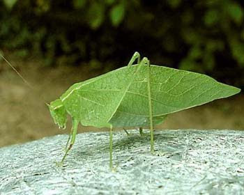 Next 20 Insect Names In Hindi Whatiscalled Com