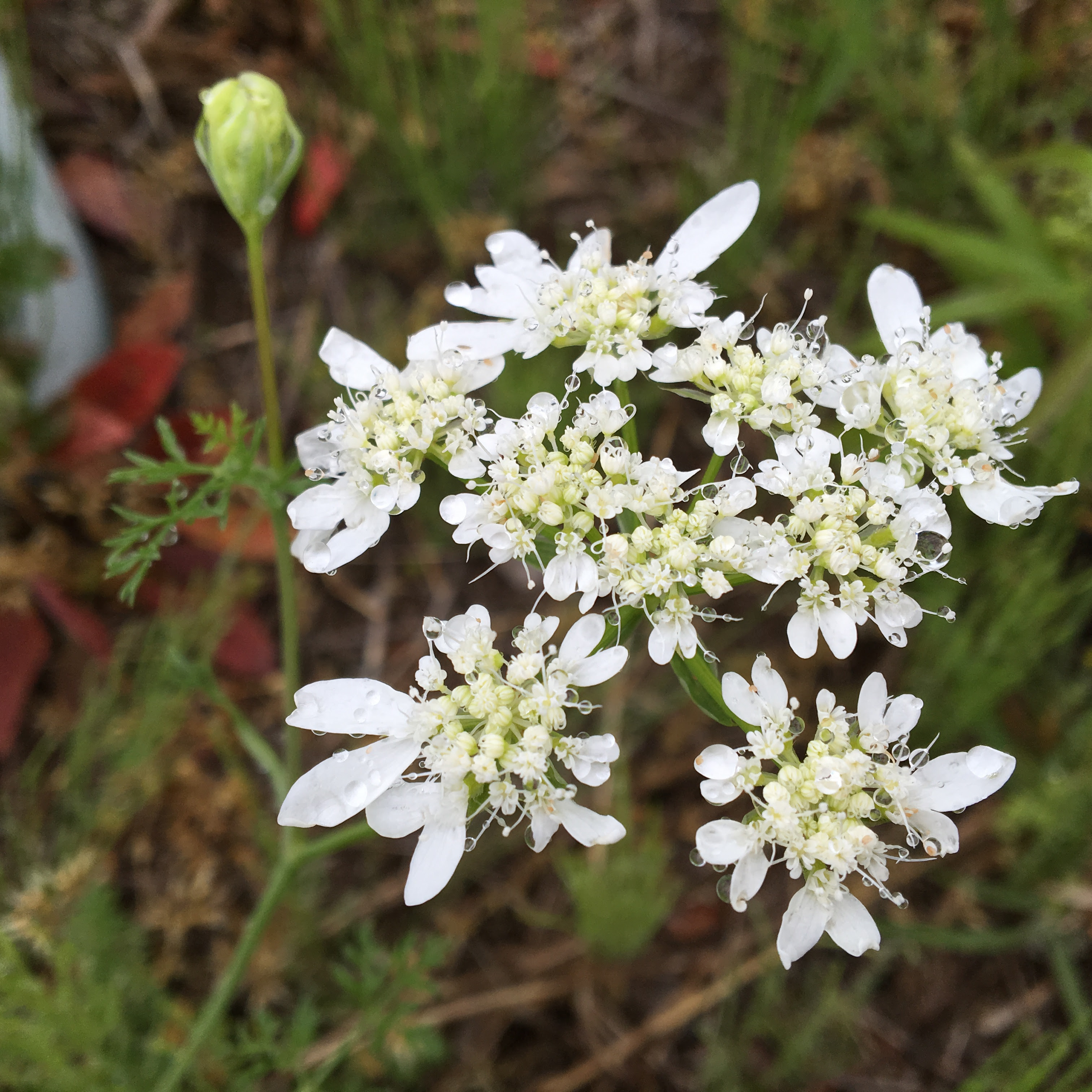 すべての美しい花の画像 75 雑草 白い 花