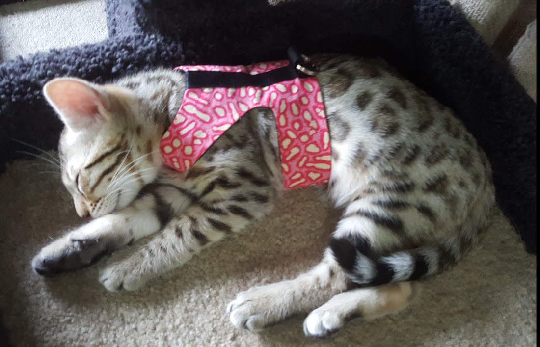 Bengal Cat Harness Training - Best Cat Wallpaper