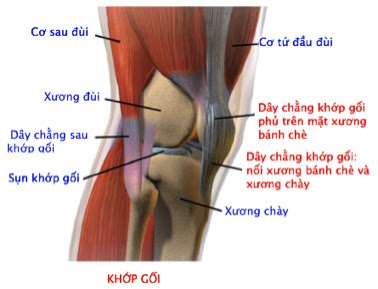 gối