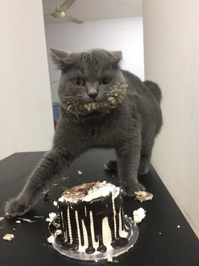Gateau Anniversaire Photo Qui Bouge Bao