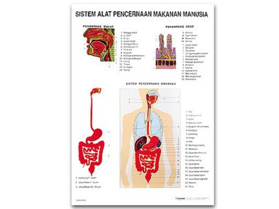 Contoh Sistem Pencernaan Hewan Invertebrata - Temblor En