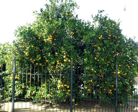 The tree responsible for every washington navel orange — including the ones that gave the inland empire its first prominence as a citrus center — is the original trunk of riverside's parent navel orange tree can be seen surrounded by younger root systems used to fight off previous threats to the. Citrus Pages Sweet Oranges