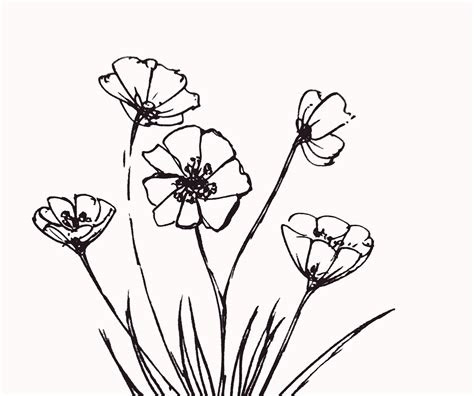 Sketsa Gambar Bunga Tulip Hitam Putih - Contoh Sketsa Gambar