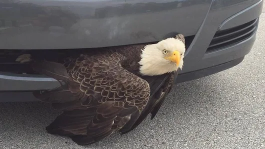 Bald Eagle Gets Trapped In Car, Becomes Perfect Symbol For America in 2016