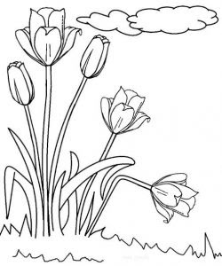 Cara Mewarnai Gambar Bunga Tulip - Mewarnai Gambar