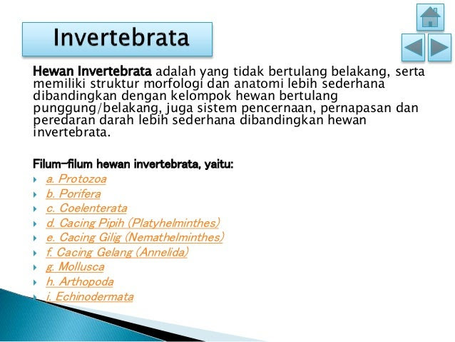 Contoh Hewan  Invertebrata Filum Porifera Contoh Top