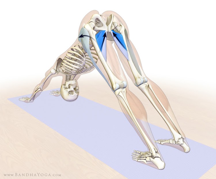 The Daily Bandha: How to Use the Adductor Muscles to ...