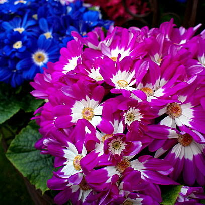 すべての美しい花の画像 トップ100サイネリア 花