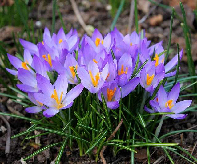 Fiori gialli fiore consegna, fiori per parigi, francia offre consegna lo stesso giorno fiore per parigi, francia a tassi molto bassi. Quando Piantare I Bulbi Calendario Mese Per Mese Il Sito Dei Quando