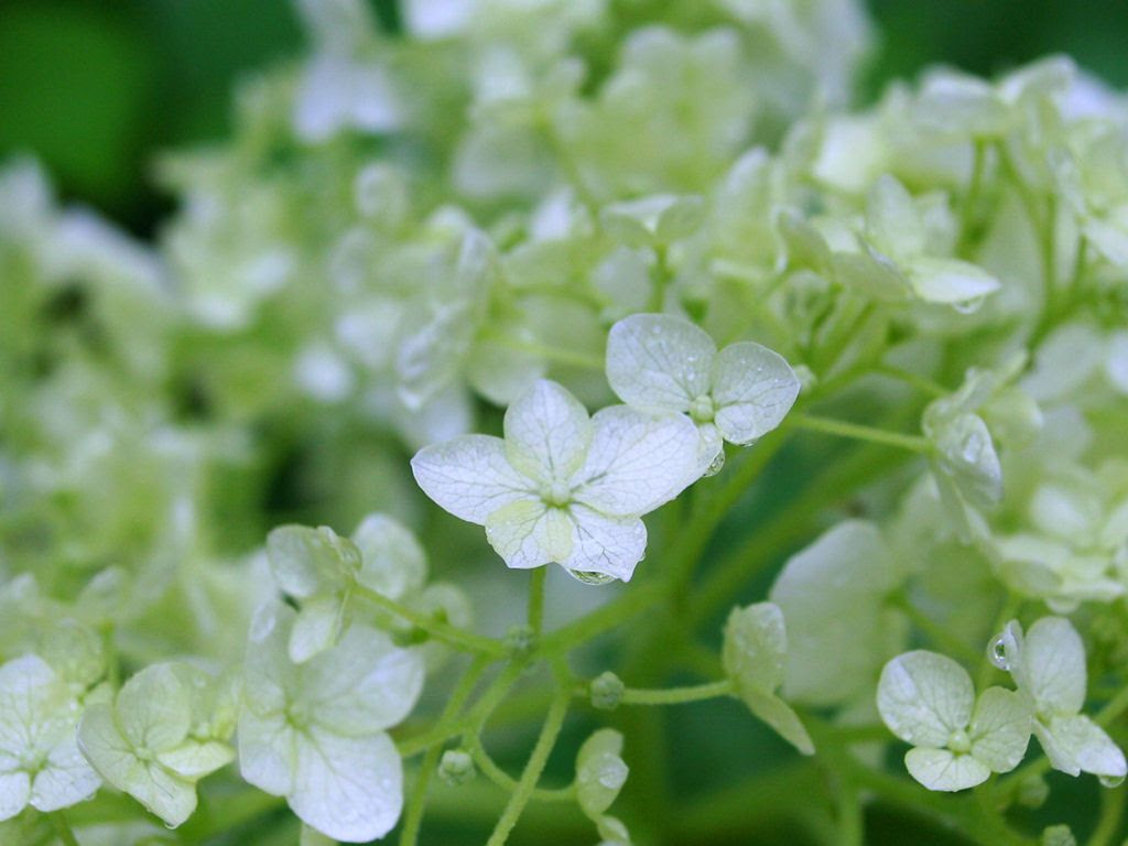 最も人気のある 紫陽花 写真 壁紙 Kabegamifhoto