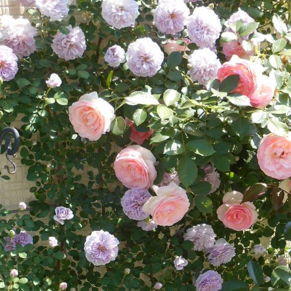 最高の風水 庭 バラ すべての美しい花の画像