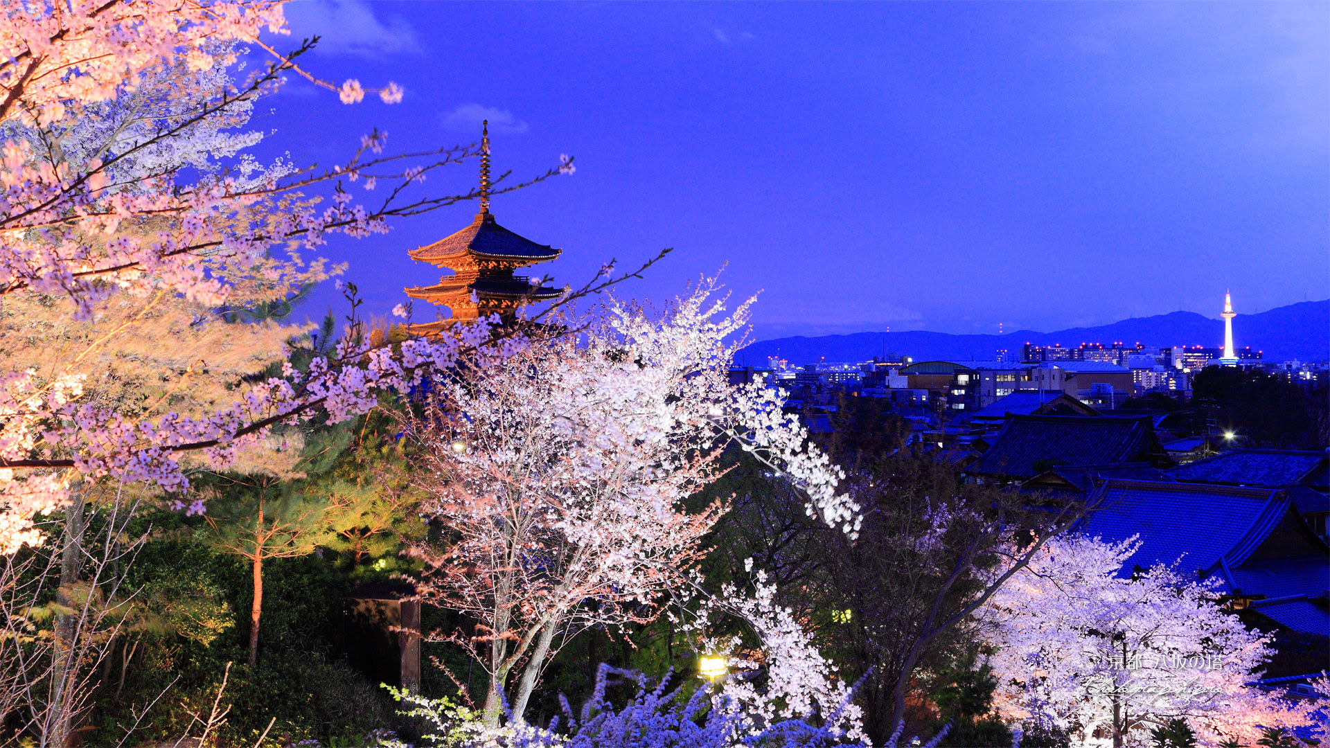100 夜桜 壁紙