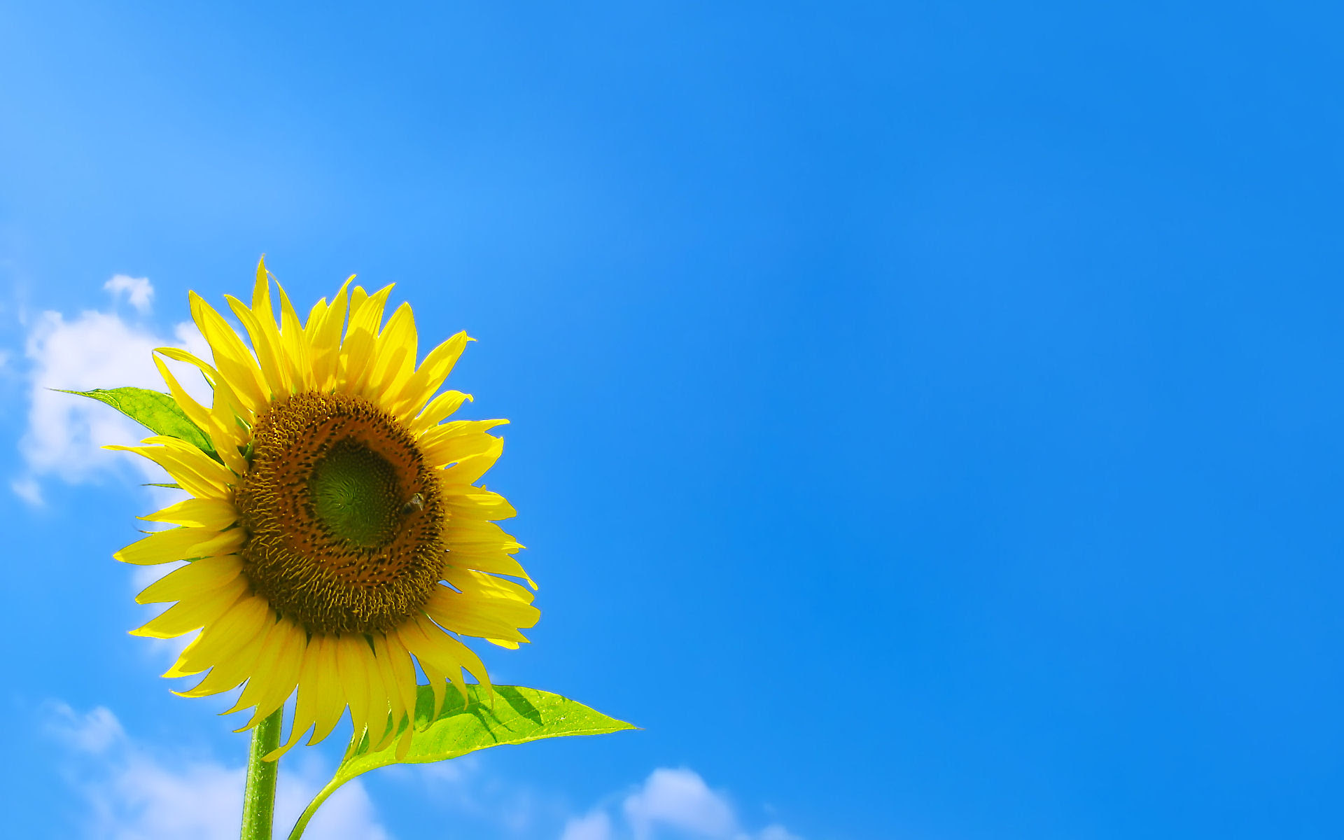 心に強く訴えるデスクトップ 花 壁紙 高 画質 すべての美しい花の画像