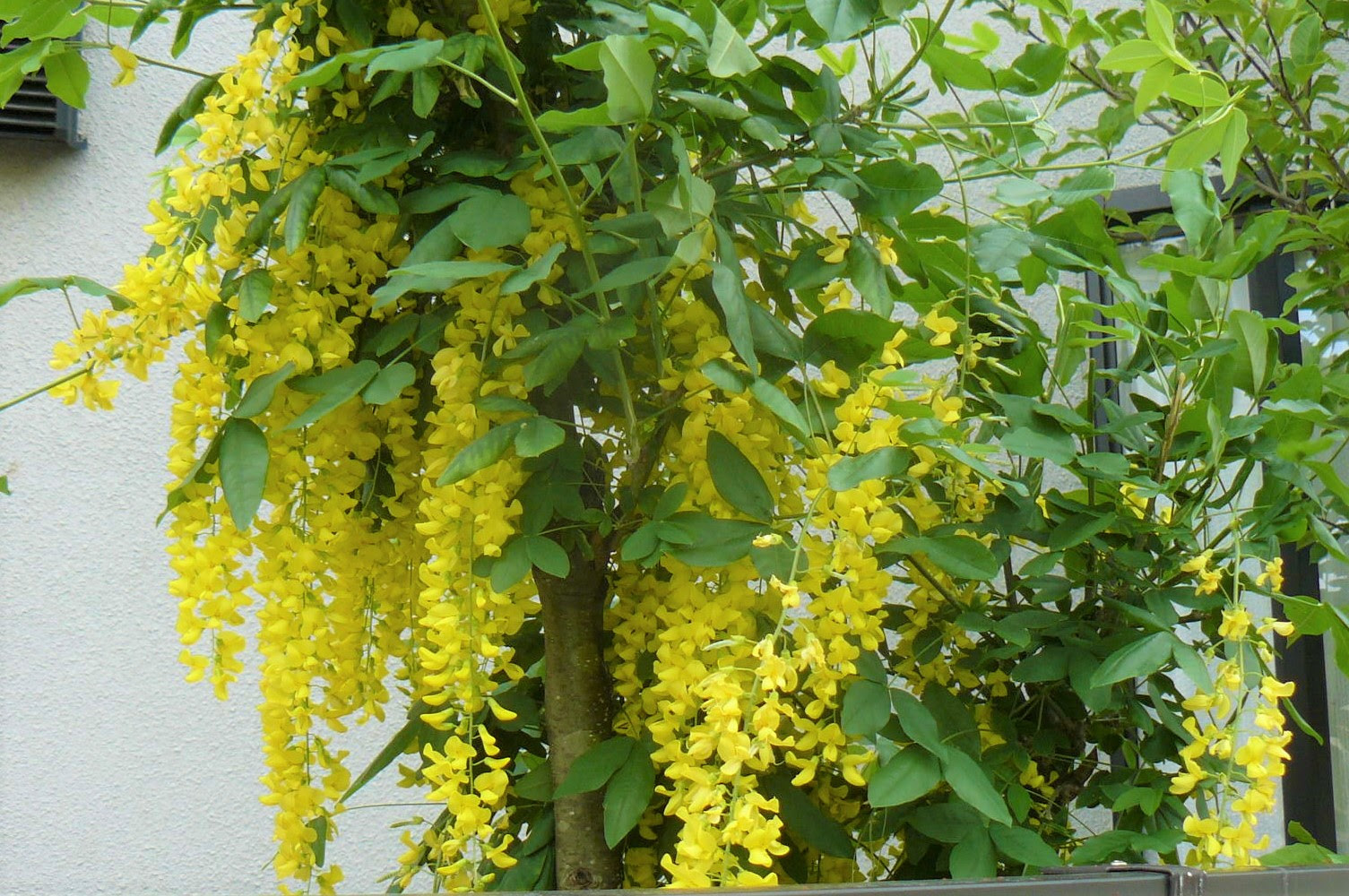 これまでで最高のキングサリ 花 最高の花の画像