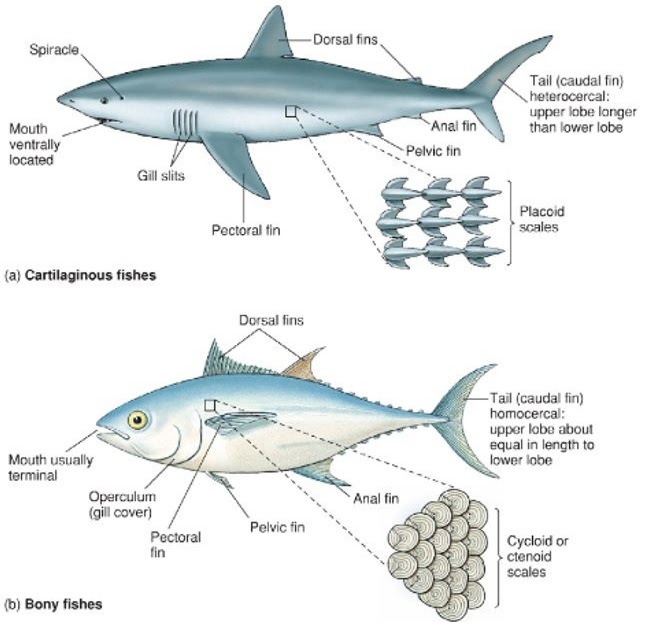  Makalah  Sistem Gerak Pada Hewan  Vertebrata Dan 