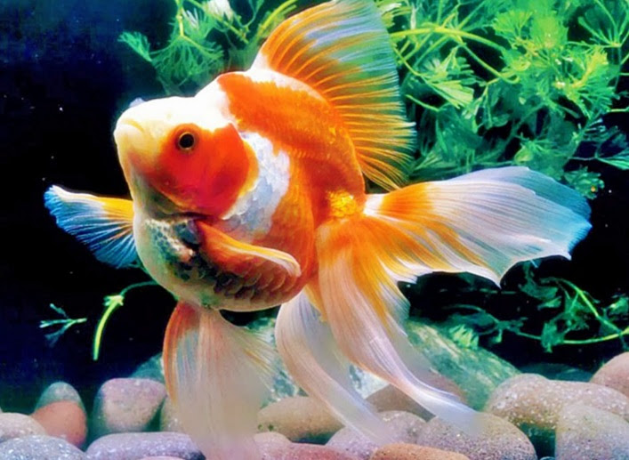 80 Koleksi Desain Aquarium Untuk Ikan Mas Koki Gratis Terbaik