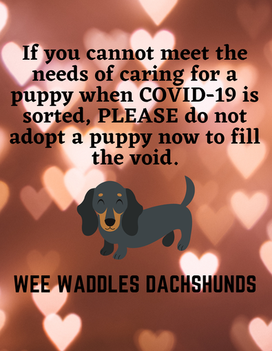We have a county licensed kennel. Weewaddlesdachshunds Com Home
