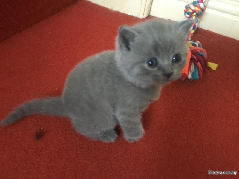 British Shorthair Cat Price Malaysia - 81021+ Nama Untuk Kucing Comel