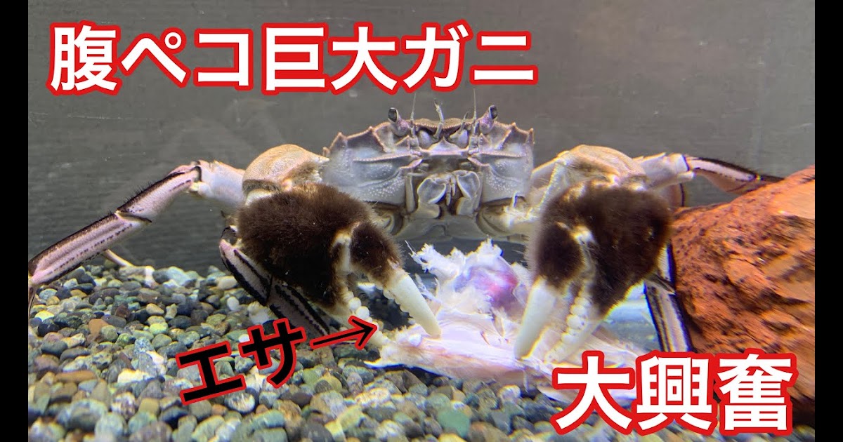 最も選択された モクズガニ 飼育方法 モクズガニ 飼育方法 Fun Picture