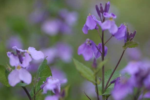 これまでで最高の春 雑草 紫 すべての美しい花の画像