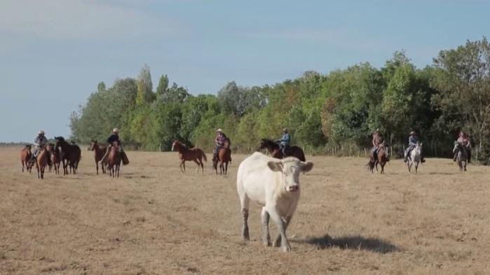 Patrimoine : à la découverte des cowboys de Vendée