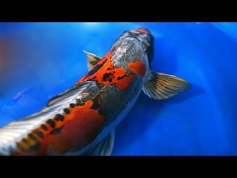 Most Expensive Koi Fish($60000)