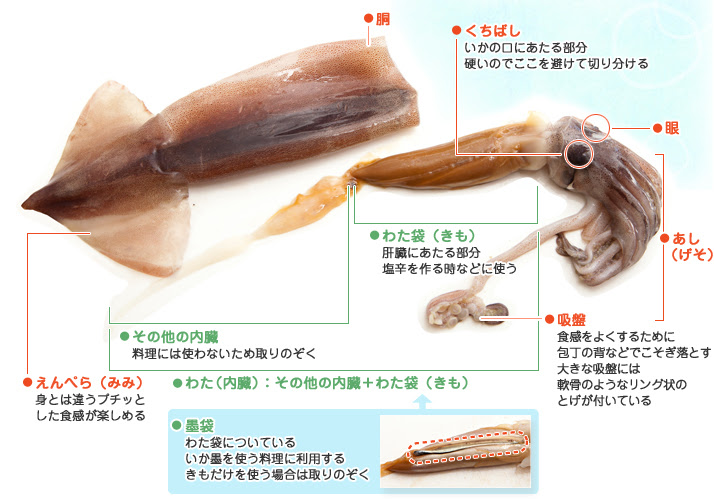 50 素晴らしいイカ の 部位 すべての魚の画像