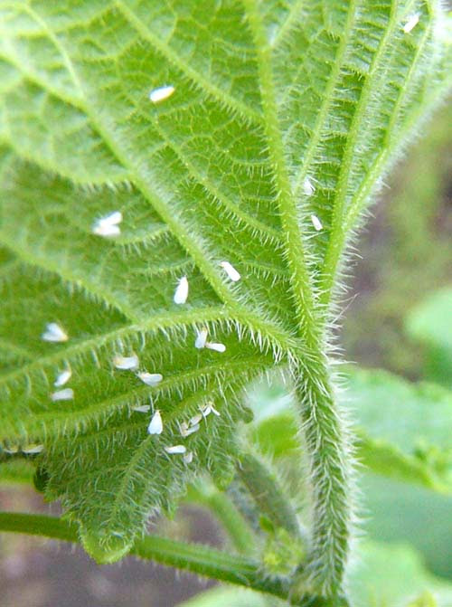 トップ100きゅうり 葉っぱ 白い 最高の花の画像