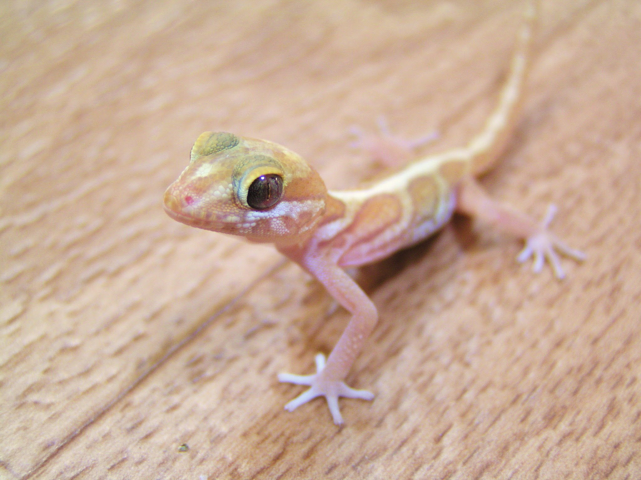 かわいい動物画像 ベスト50 爬虫類 可愛い