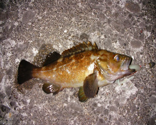 綺麗なガヤ 魚 最高の花の画像