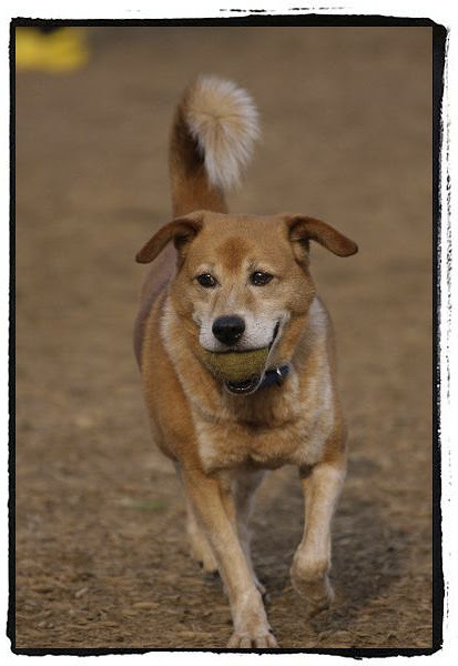 すべての動物の画像 これまでで最高の犬 走る イラスト 正面