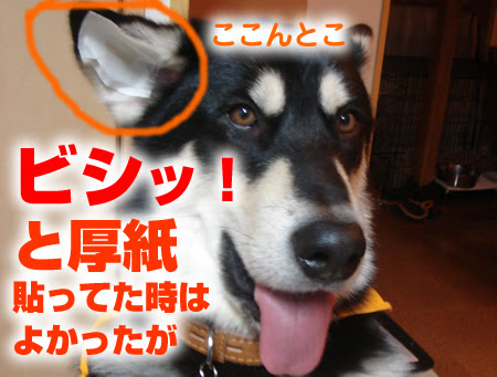 Hd限定 犬 耳が立つ すべての動物の絵