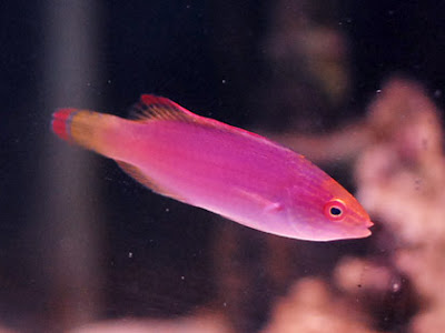 熱帯魚 ピンク 294536-ピンク 熱帯魚 名前