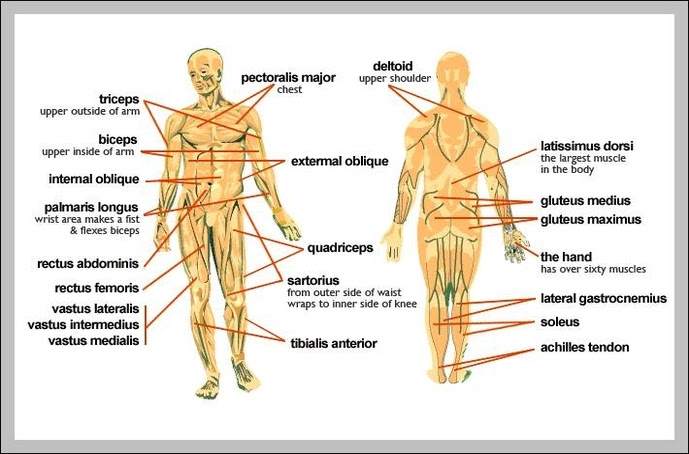 Human body anatomy muscle anatomy human muscular system human body diagram. Major Muscles Of The Human Body Anatomy System Human Body Anatomy Diagram And Chart Images