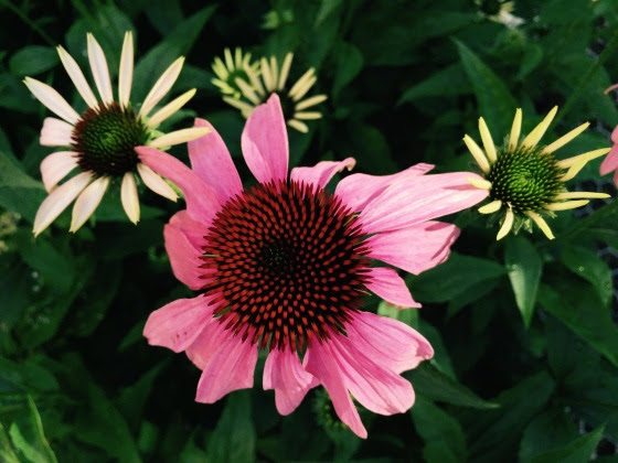 echinacea piccola