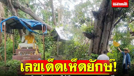ข่าว Like สาระ - เลขเด็ดเห็ดยักษ์! ขึ้นเกาะติดต้นฮ่าง ไม้โบราณอายุ500ปี