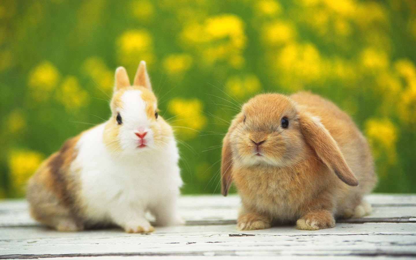 50 うさぎ の 壁紙 最高の花の画像