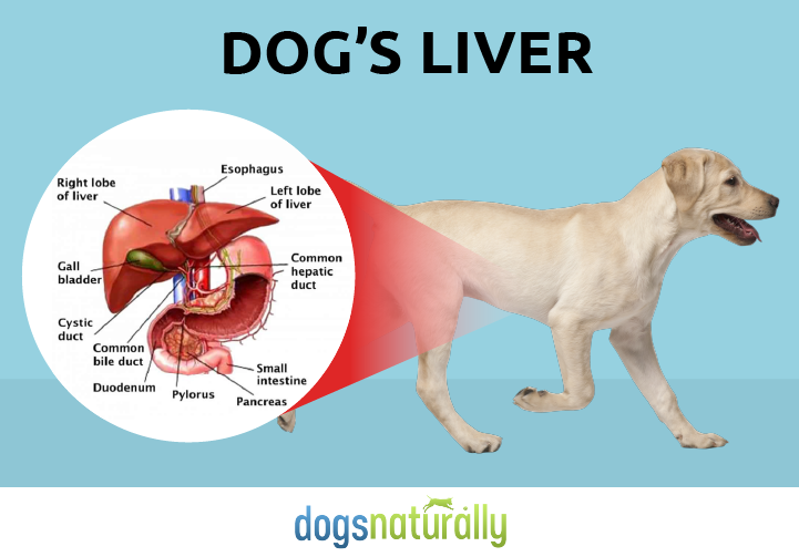 According to scientists, the average lifespan of those dogs is about 2 to 3 months. Liver Cancer In Dogs