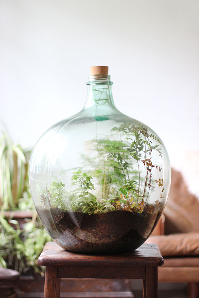 Charcoal helps to remove toxins and odors in sealed terrariums. How To Plant Up A Closed Carboy Bottle Terrarium Growing Spaces