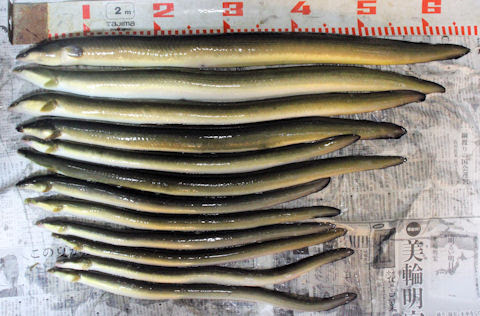 ベスト浜名 湖 うなぎ 釣り ポイント すべての魚の画像