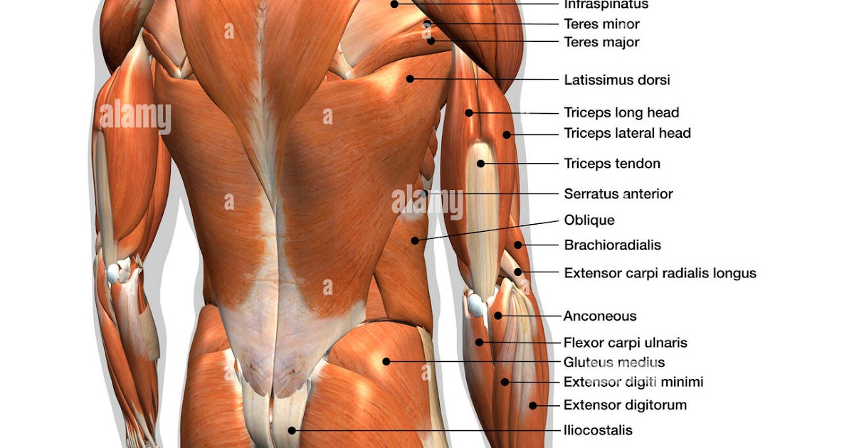 Back Muscles Anatomy Chart / Stomach Muscles Anatomy ...