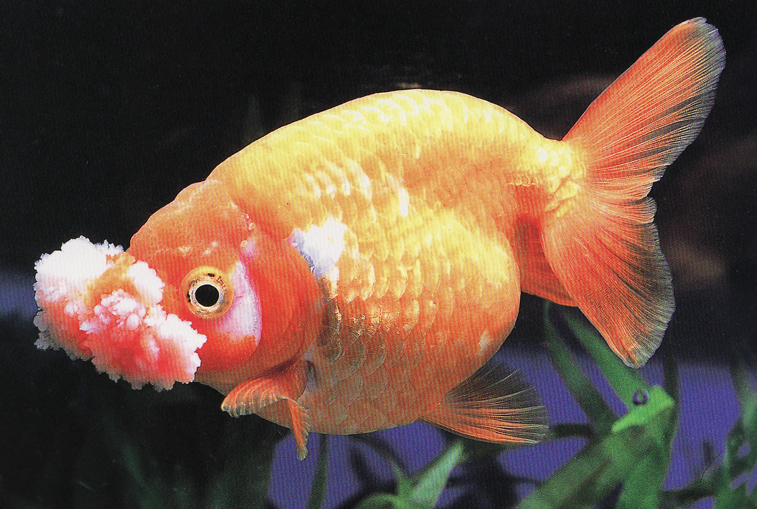 トップイメージカタログ 無料ダウンロード 金魚 黒く なる 病気