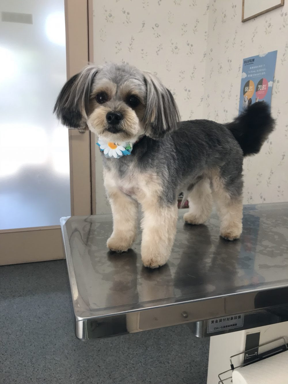 画像をダウンロード ヨークシャ テリア ミックス 犬 Thanfreewall