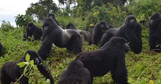 Rare conservation win: Mountain gorilla population ticks up - Africa Geographic