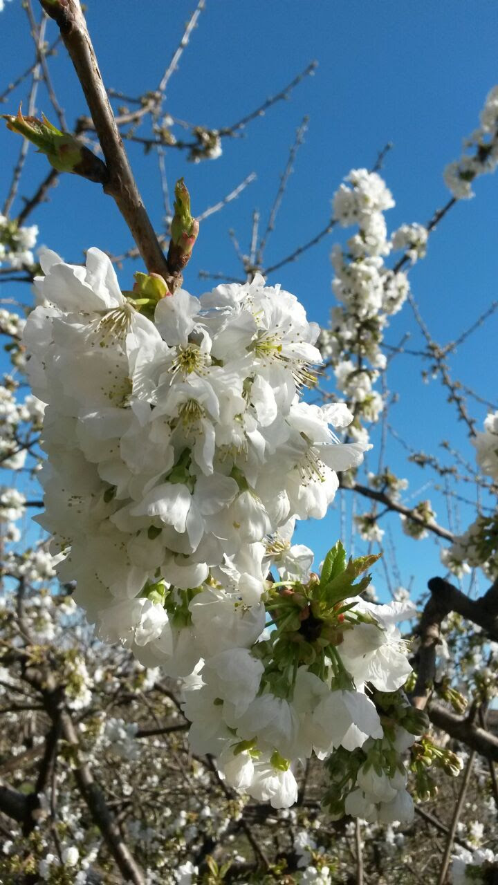 Check spelling or type a new query. Alberi Da Frutto In Fiore Azienda Agricola Corte Fontana