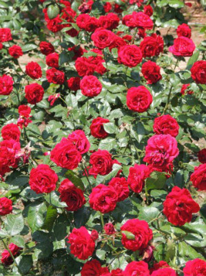 美しい花の画像 ユニーク6 月 誕生 花 バラ