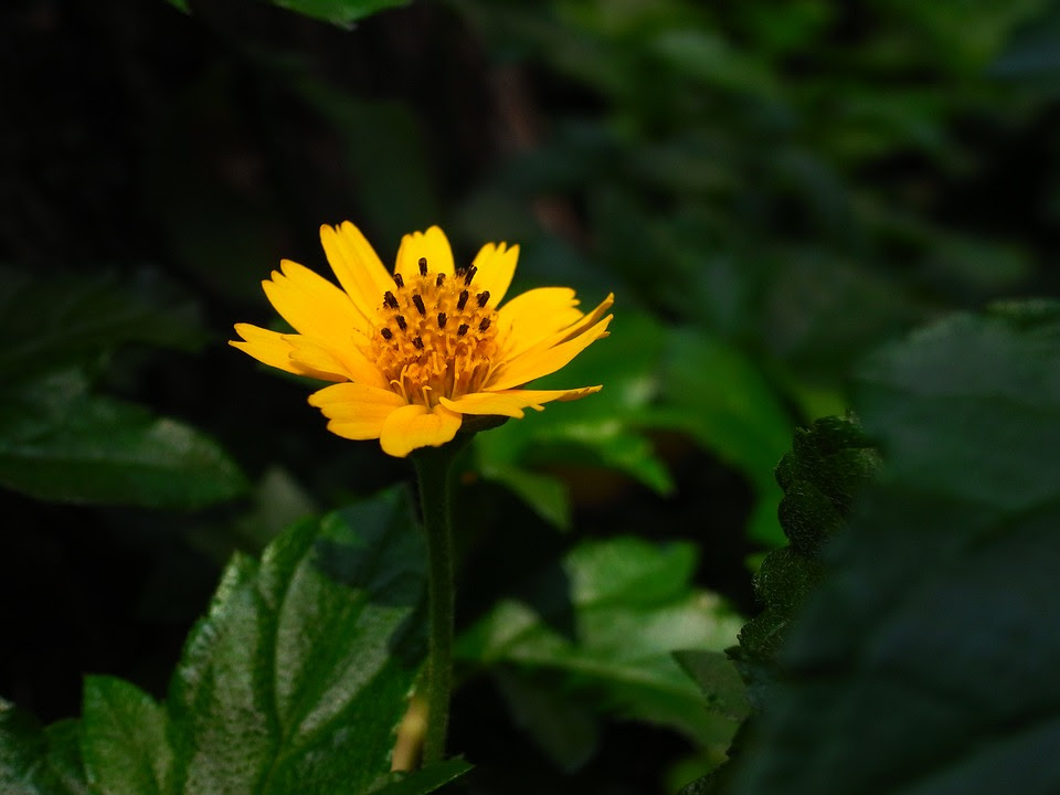 Paling Populer 26 Download Gambar  Bunga Warna  Kuning  