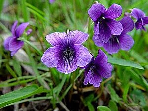 ベスト2 月 19 日 誕生 花 すべての美しい花の画像